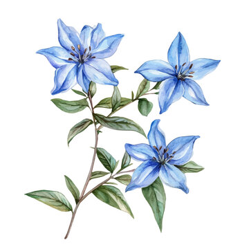 Starflower Branch, charming watercolor vector with soft tones and graceful design, isolated on a white background.