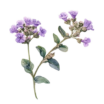 Sand Verbena Branch, high quality watercolor illustration with transparent textures, isolated on a white background.