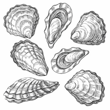 oyster shells vintage style engraving illustration on white background