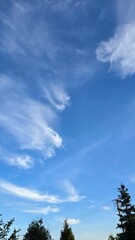 Piękne, błękitne niebo z delikatnymi, pierzastymi chmurami typu cirrus nad wierzchołkami drzew. © Asnyko