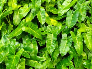 Green Leaves Background. Texture of Philodendron Domesticum Leaves with Water Drops. © AgusSaid