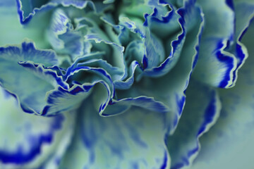 Fototapeta premium Smoke Close-up selective soft focus cream blue, green carnation Flower bud, Petals. Natural art blur macro turquoise.background.