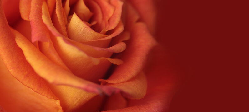 Smoke Close-up selective soft focus red, orange, yellow Rose Flower bud, Petals. Natural art blur macro burgundy horizontal background.