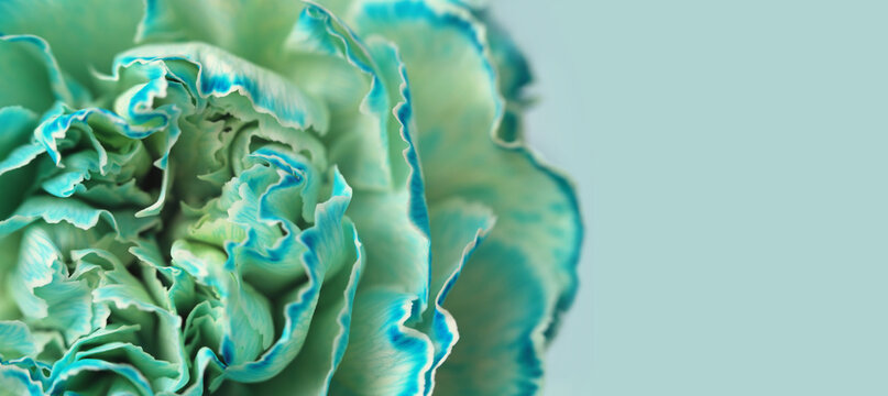 Smoke Close-up selective soft focus cream blue, green carnation Flower bud, Petals. Natural art blur macro horizontal background.