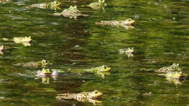 Common frog, Rana temporaria, reptiles croaking in the water, also known as the European common frog or European grass frog is a semi-aquatic amphibian of the family Ranidae 