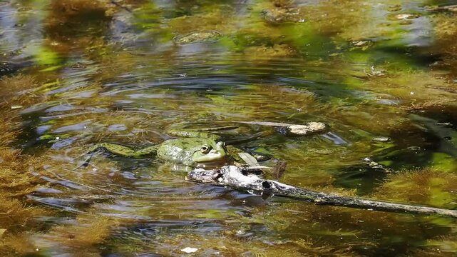 Common frog, Rana temporaria, reptiles croaking in the water, also known as the European common frog or European grass frog is a semi-aquatic amphibian of the family Ranidae 