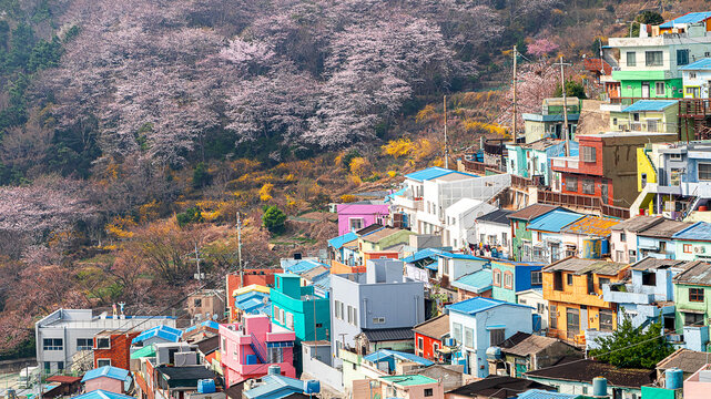 Cherry blossoms at Gamcheon Cultural Village. Busan, South Korea.
