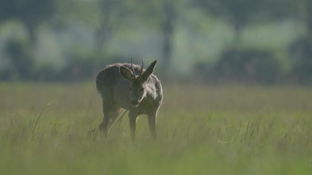 A male roe deer (Capreolus capreolus) is walking and eating in a green field in spring at morning.