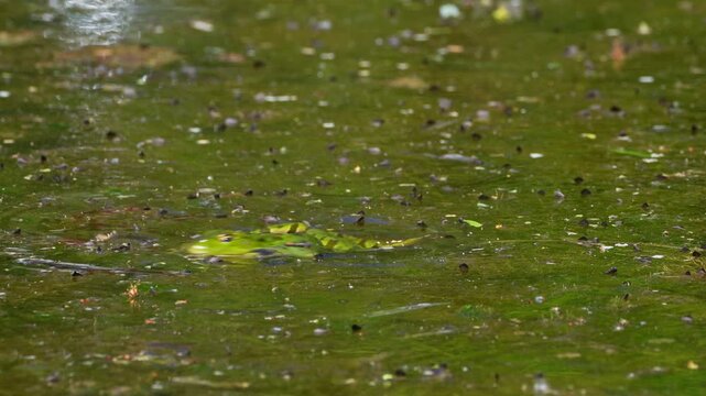 Common frog, Rana temporaria, reptiles croaking in the water, also known as the European common frog or European grass frog is a semi-aquatic amphibian of the family Ranidae 