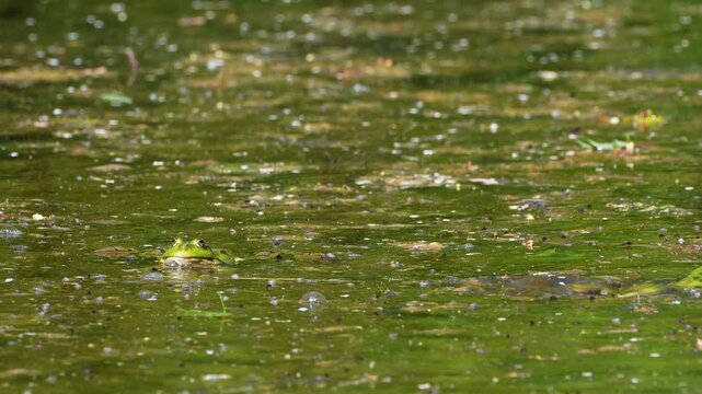 Common frog, Rana temporaria, reptiles croaking in the water, also known as the European common frog or European grass frog is a semi-aquatic amphibian of the family Ranidae 