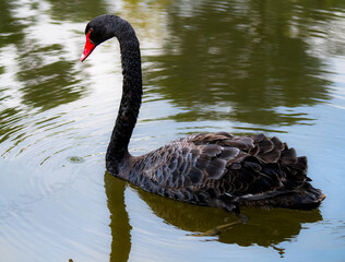 Naklejka premium black swan on the water