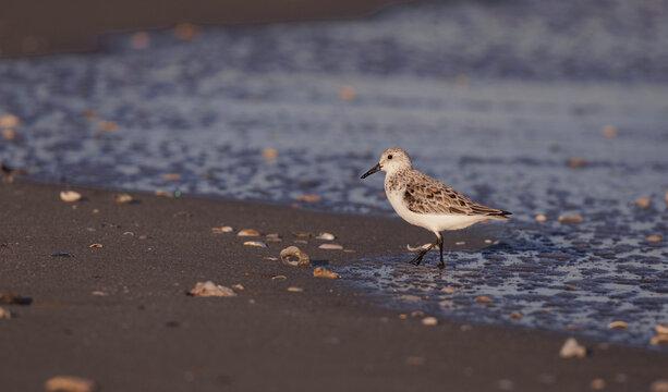 Small bird on a beach with shells at sunset