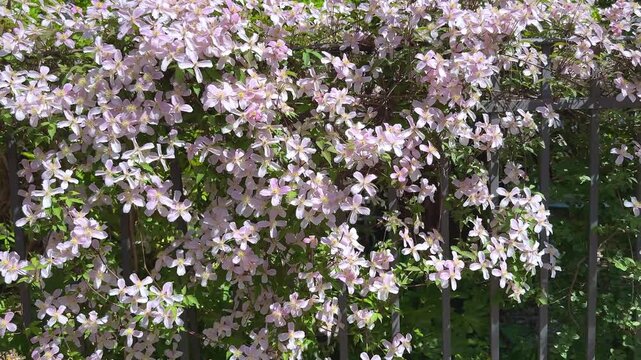 Rose Clematis Montana flowers near house. Beautiful flowering Clematis Passion blooms background.