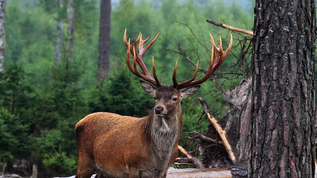 majestic red deer with powerful antlers in heavy rain in a forest clearing, close 247
