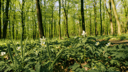 Fototapeta premium Sunlight filters through a lush green forest canopy onto delicate white wildflowers