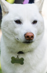 Fototapeta premium shiba inu portrait in the park