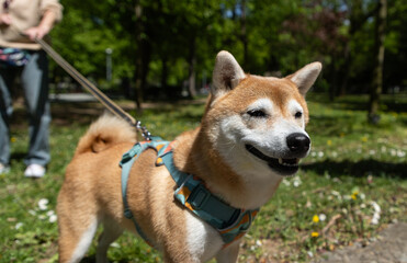 Fototapeta premium shiba inu portrait in the park