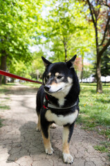 Fototapeta premium shiba inu portrait in the park