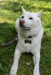Fototapeta premium shiba inu portrait in the park