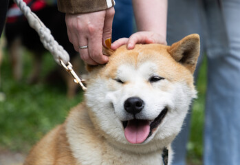 Fototapeta premium shiba inu portrait in the park