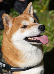 Fototapeta premium shiba inu portrait in the park