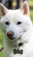 Fototapeta premium shiba inu portrait in the park