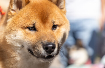Fototapeta premium shiba inu portrait in the park