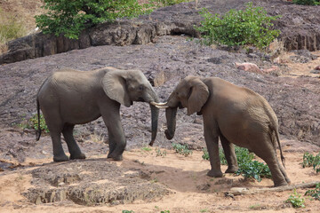 Naklejka premium Afrikanischer Elefant / African elephant / Loxodonta africana