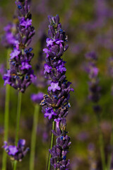 Obraz premium Close-up of blooming lavender flowers with rich purple tones; in some images a bee is visible pollinating, highlighting natural richness and botanical detail.