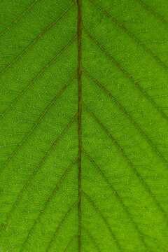 Macro Texture of Fresh Green Leaf Veins with Symmetrical Pattern for Background