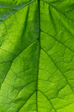 Macro Texture of Fresh Green Leaf Veins Close-up Nature Background