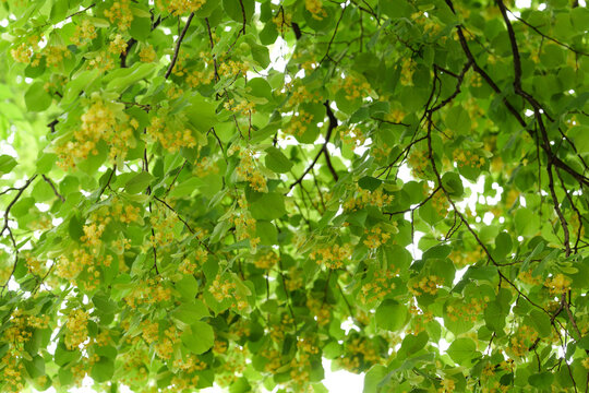 Blooming Linden Tree Branches with Green Leaves and Yellow Flowers Background