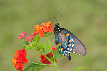 03004-00815 Pipevine Swallowtail (Battus philenor) on Red Spread Lantana (Lantana camara) Marion Co.  IL © Daybreak Imagery