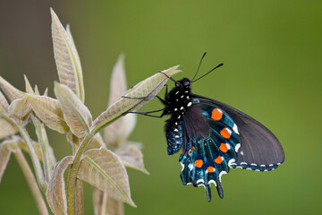 03004-01106 Pipevine Swallowtail (Battus philenor) male in Marion Co., IL © Daybreak Imagery