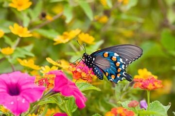 03004-00905 Pipevine Swallowtail (Battus philenor) on Red Spread Lantana (Lantana camara) in butterfly garden, Marion Co.  IL © Daybreak Imagery