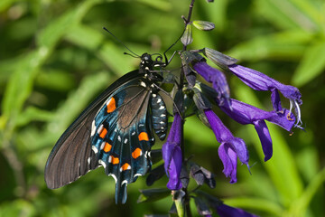 03004-01203 Pipevine Swallowtail Butterfly (Battus philenor) male on Black & Blue Salvia (Salvia guaranitica) Marion Co., IL © Daybreak Imagery