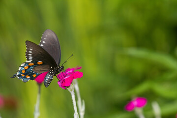 03004-01311 Pipevine Swallowtail butterfly (Battus philenor) on Rose Campion (Lychnis coronaria) Marion Co., IL © Daybreak Imagery