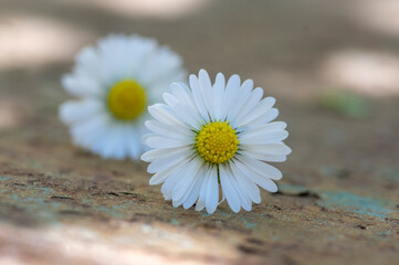 Common daisy Bellis perennis flowers on rusty metal background with soft light © Iva