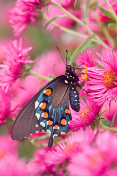 03004-00808 Pipevine Swallowtail (Battus philenor) on New England Aster (Aster novae-angliae 'Alma Potschke')Marion Co.  IL