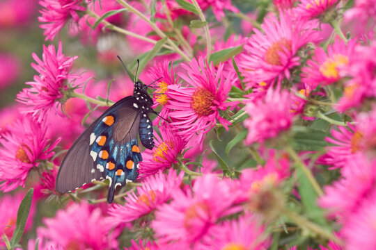 03004-00718 Pipevine Swallowtail (Battus philenor) on New England Aster (Aster novae-angliae 'Alma Potschke')Marion Co.  IL