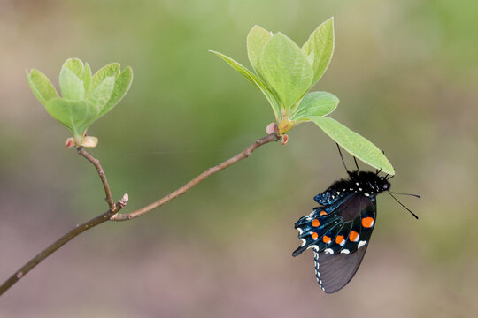 03004-01113 Pipevine Swallowtail (Battus philenor) male in Marion Co., IL