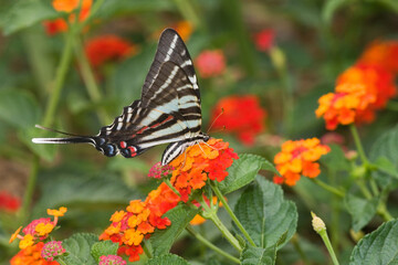 03006-003.02 Zebra Swallowtail (Eurytides marcellus) on Red Spread Lantana (Lantana camara) Marion Co.  IL © Daybreak Imagery