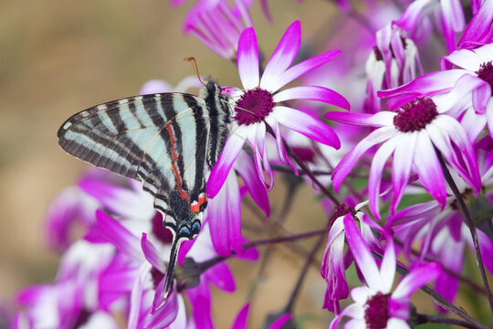 03006-002.10 Zebra Swallowtail (Eurytides marcellus) on Cineraria 'Senetti Magenta Bicolor' (Pericallis) Holmes Co. MS