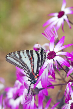 03006-002.04 Zebra Swallowtail (Eurytides marcellus) on Cineraria 'Senetti Magenta Bicolor' (Pericallis) Holmes Co. MS
