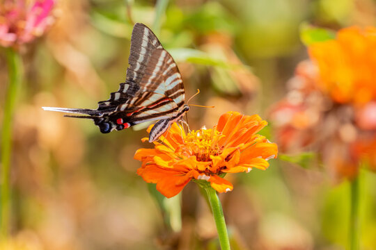 03006-00504 Zebra Swallowtail (Protographium marcellus) on Zinnia Union Co. IL