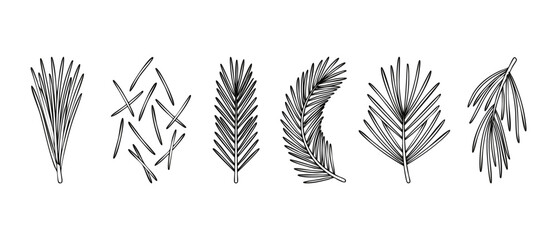 Obraz premium Pine tree branch outline set, coniferous needle collection, botanical line art elements, black and white minimalist nature vector graphic for holiday design, winter forest decoration and rustic illust