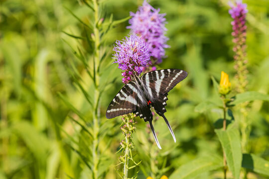 03006-00917 Zebra Swallowtail (Eurytides marcellus) on Prairie blazing star (Liatris pycnostachya) Rock Cave Nature Preserve Effingham Co. IL