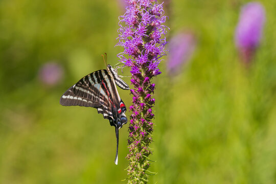 03006-01005 Zebra Swallowtail (Eurytides marcellus) on Prairie blazing star (Liatris pycnostachya) Rock Cave Nature Preserve Effingham Co. IL