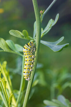 03009-02213 Black Swallowtail (Papilio polyxenes) caterpillar on Common Rue (Ruta graveolens) Marion Co. IL