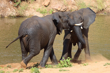 Fototapeta premium Afrikanischer Elefant / African elephant / Loxodonta africana